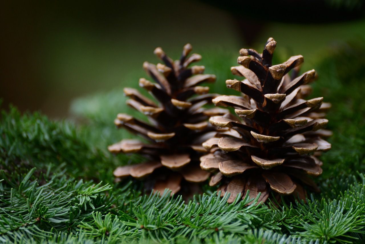 pine cones