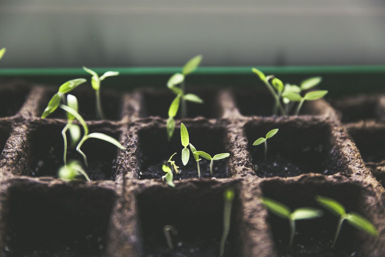 seedlings