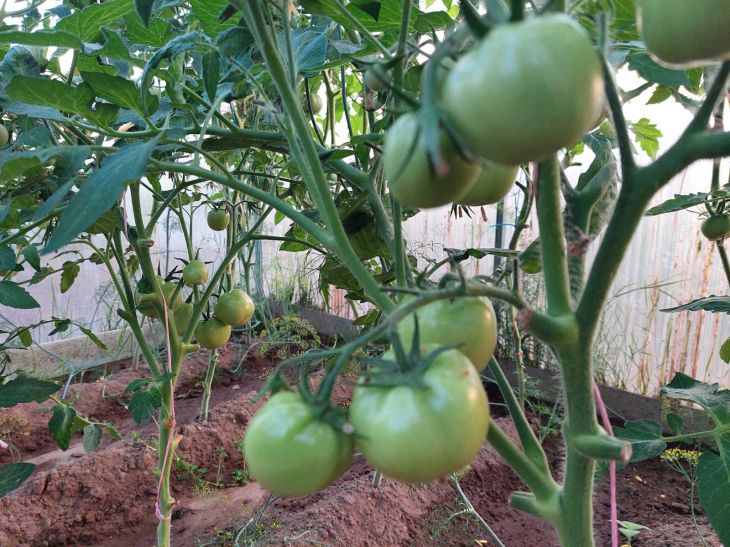 Полив томатов в жару в теплице и открытом грунте: сколько, как часто и как правильно