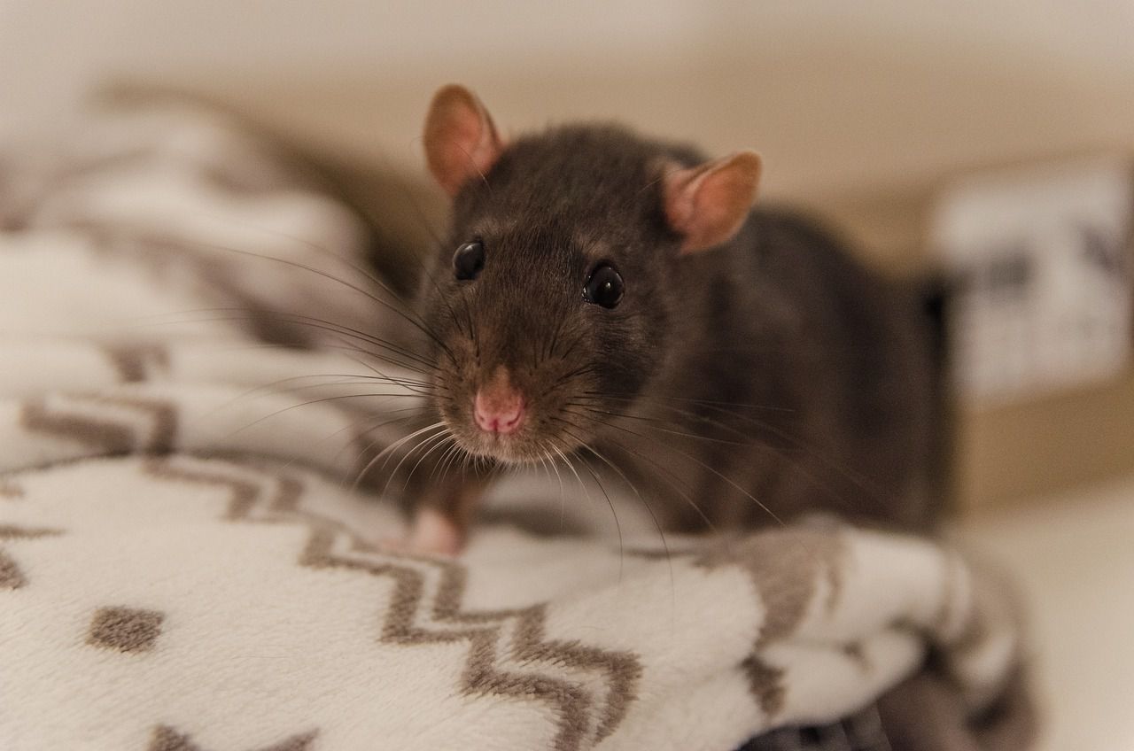 pet rat