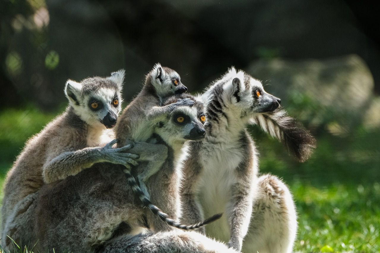 lemurs