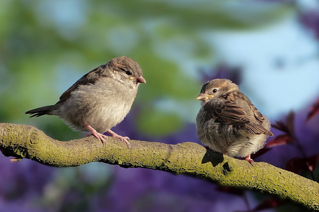 sparrows