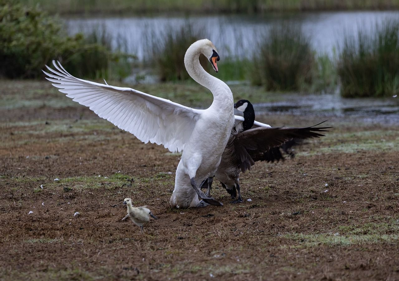 birds fight