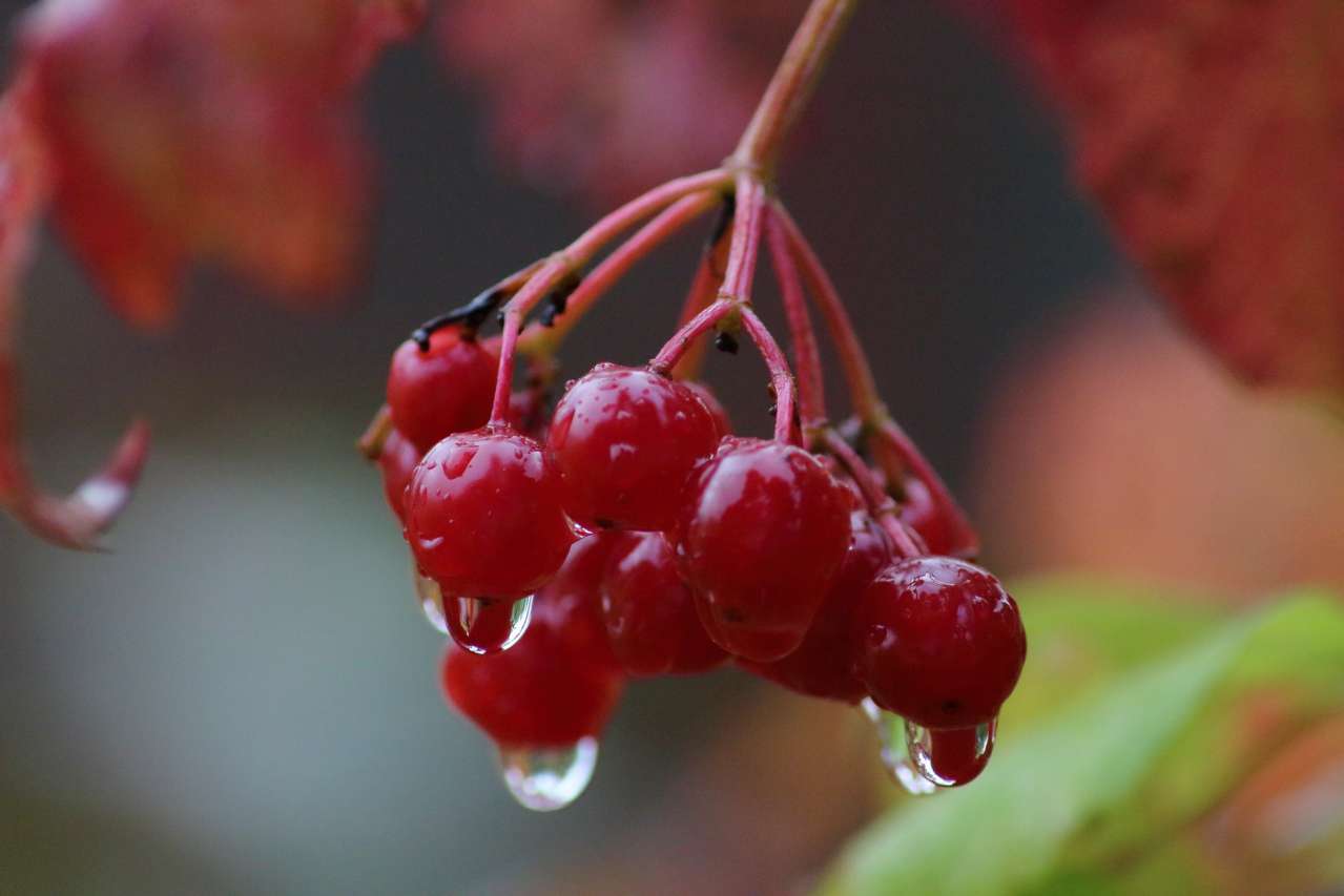 berries