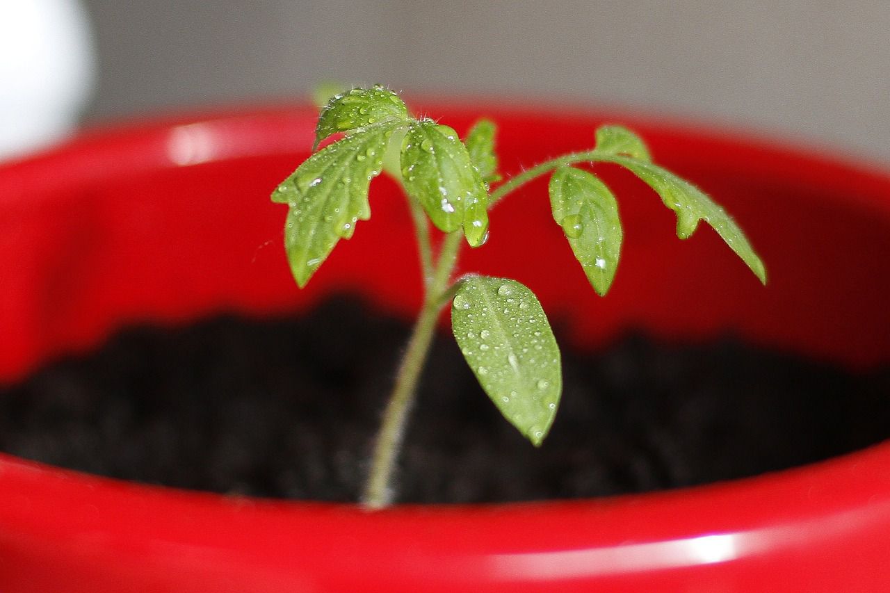 seedling