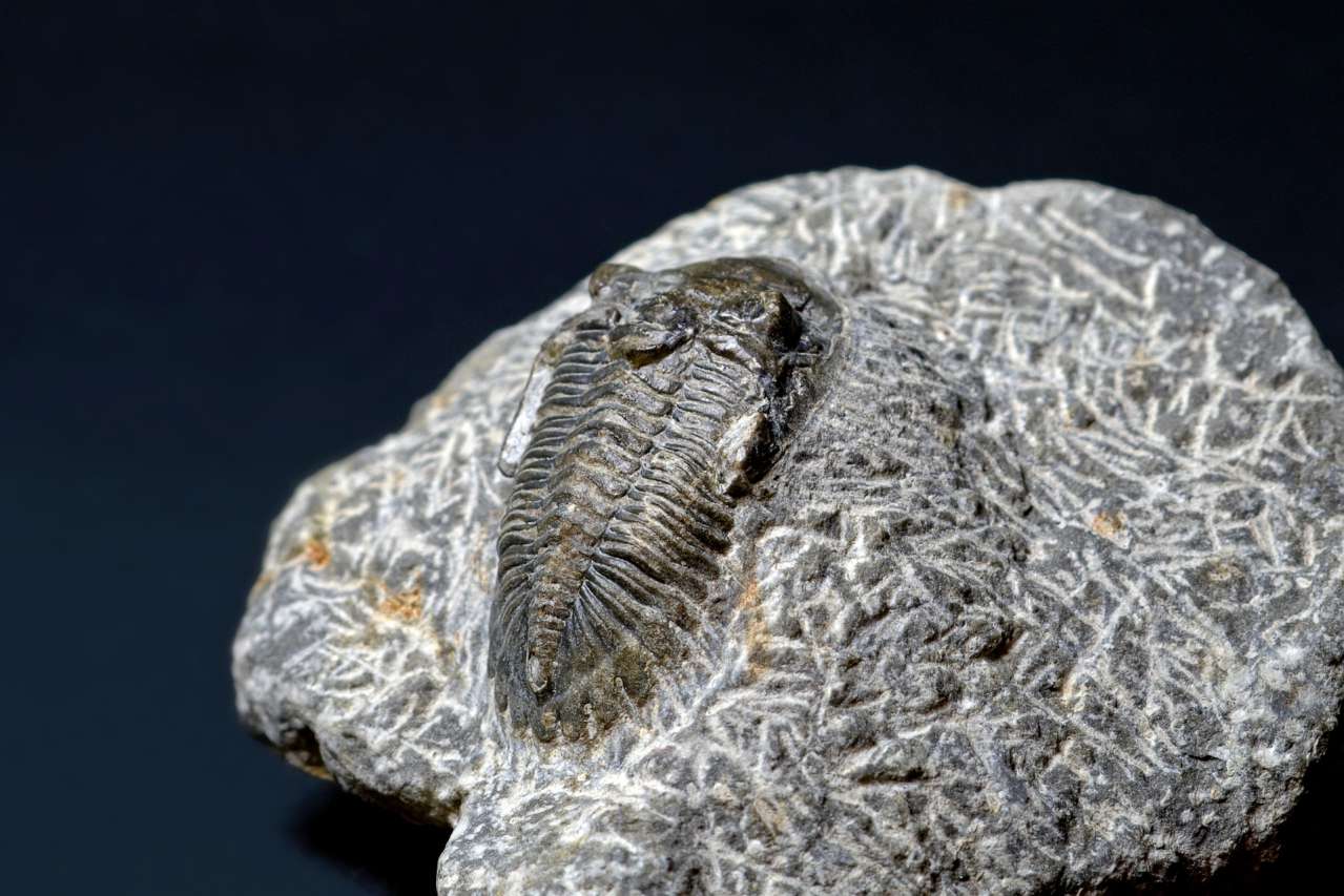 trilobite