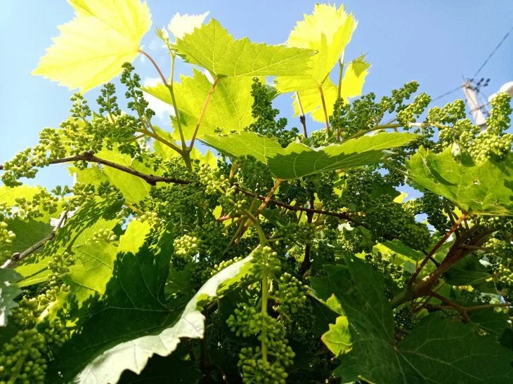 Уход за виноградом в августе: 4 важные процедуры. о которых забывают дачники