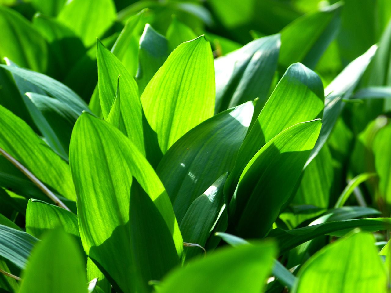 wild garlic