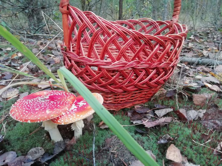 Сколько грибников потерялось в лесах за стуки и сколько человек до сих пор не найдено: сводка МЧС