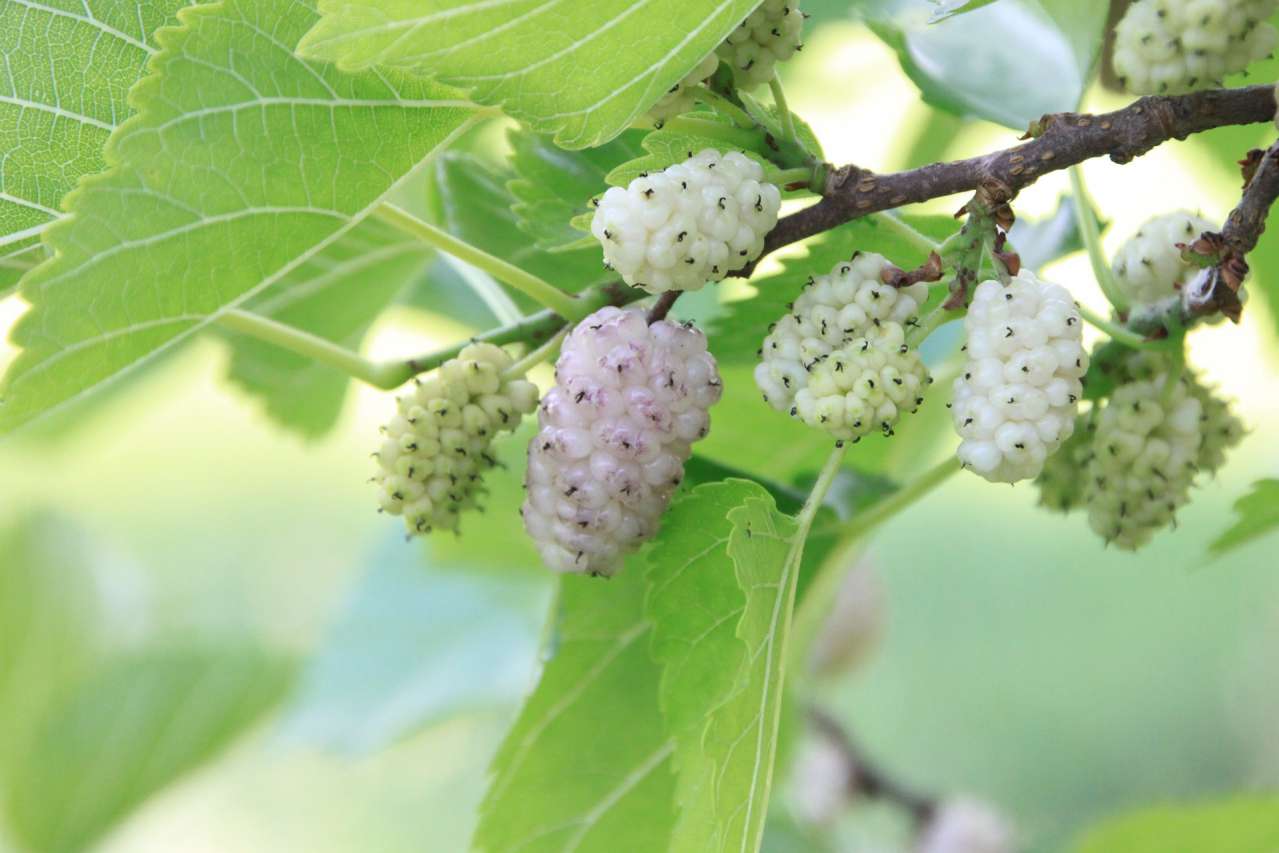 berries