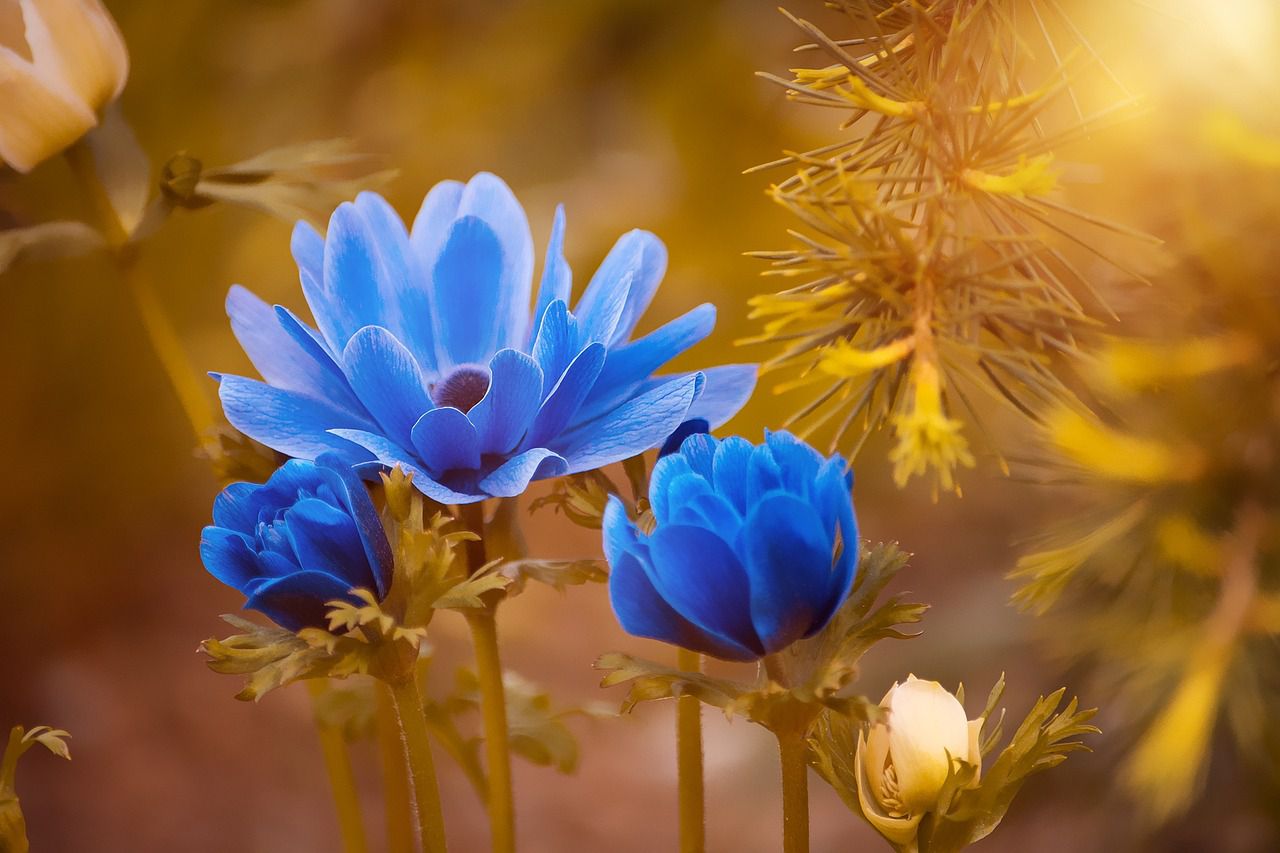 blue flowers