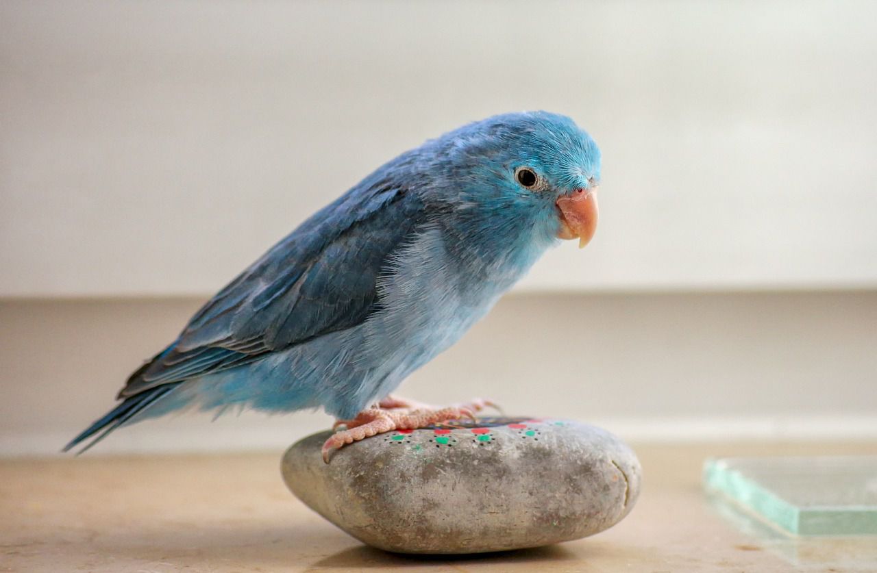 parrotlet