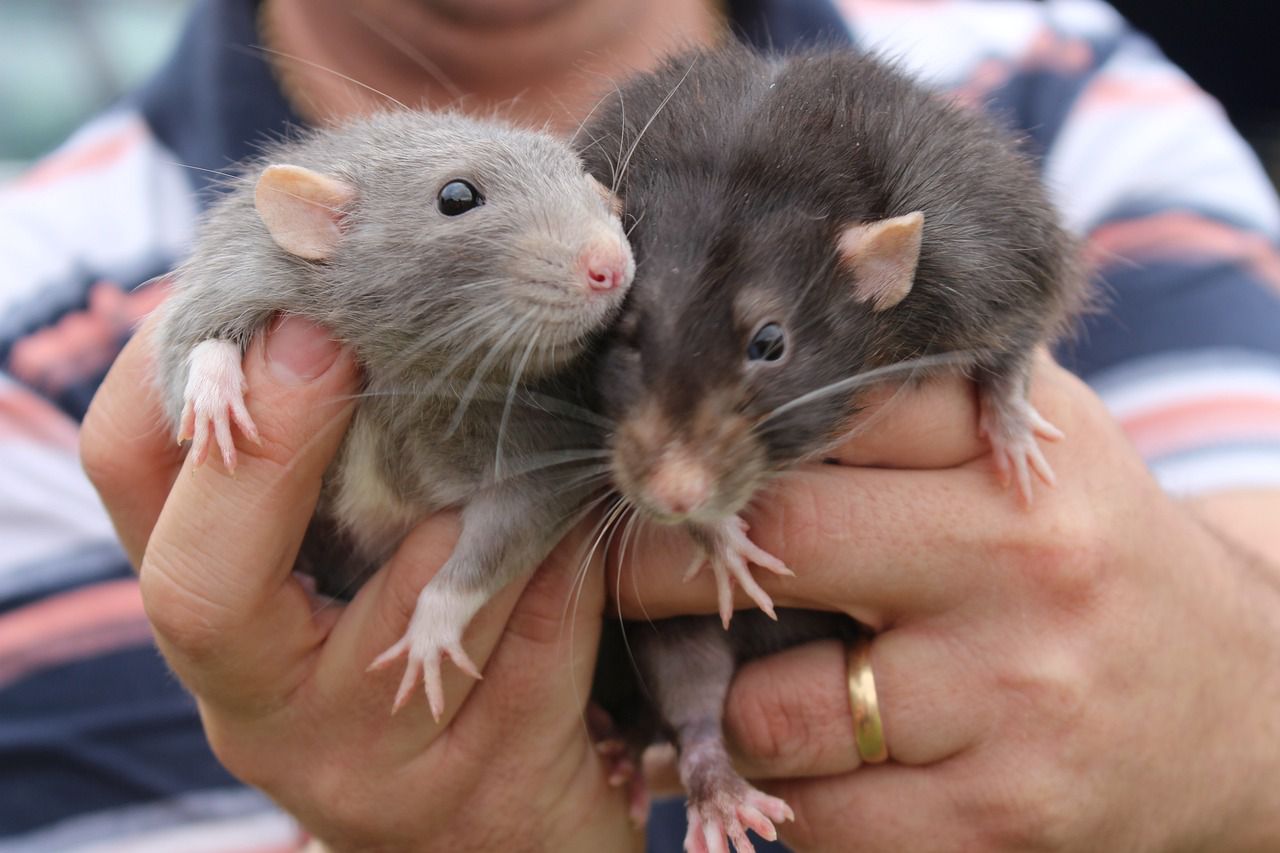 pet rats