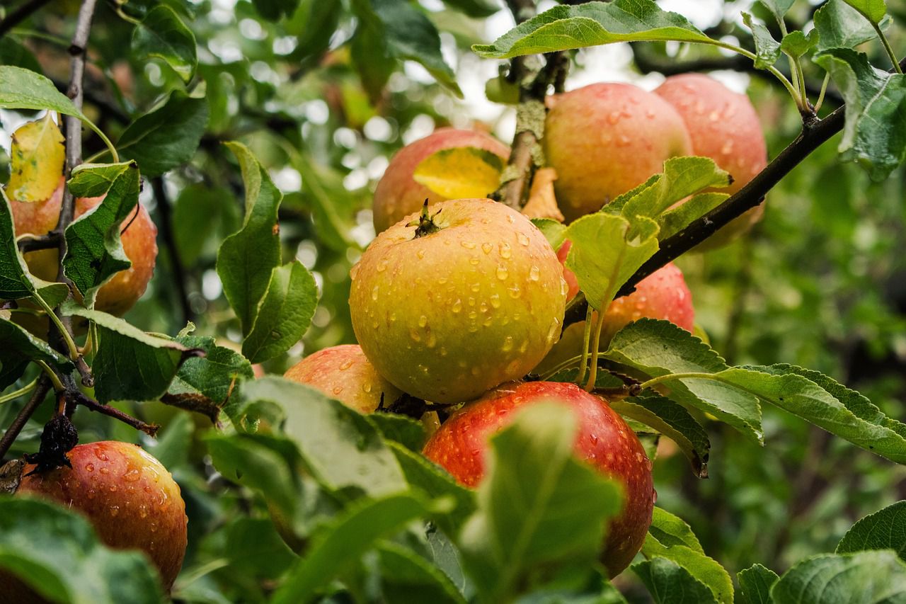 apple tree