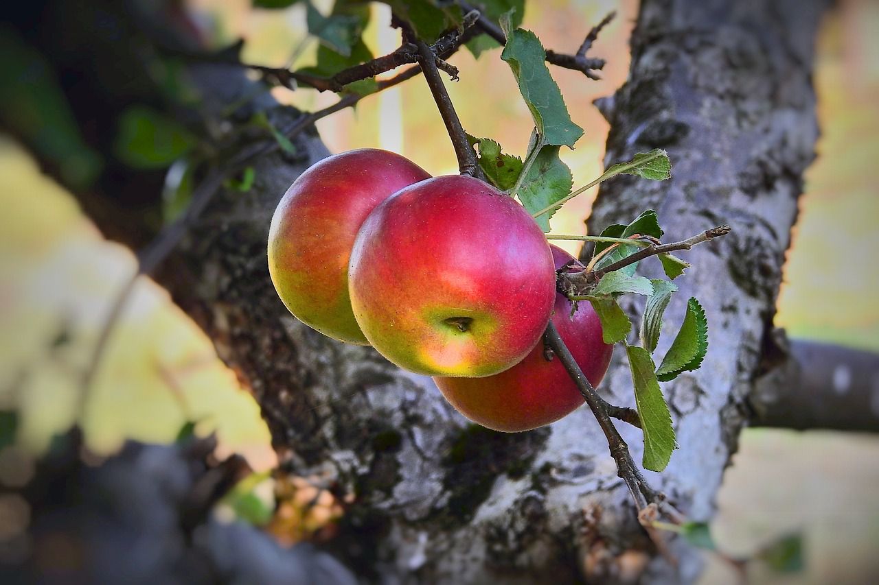 apple tree