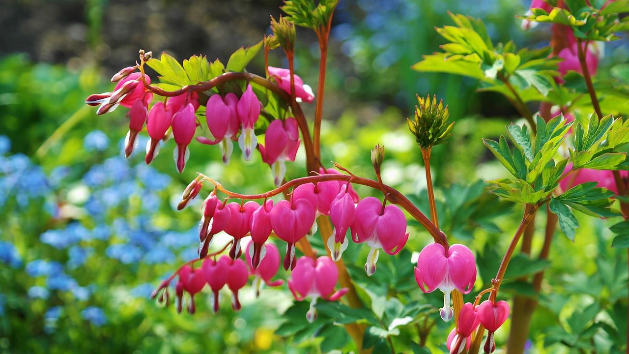 flowers