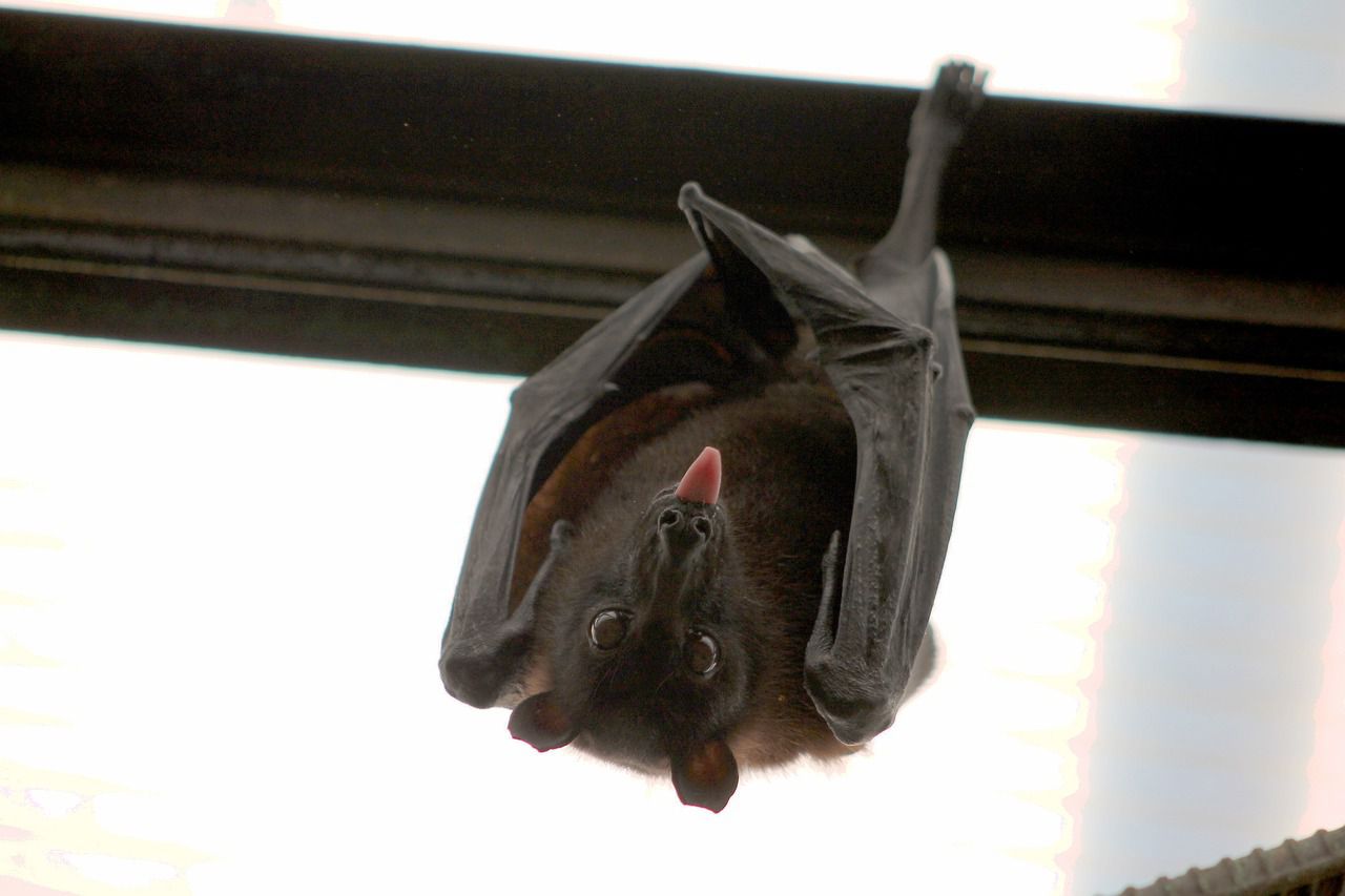 bat