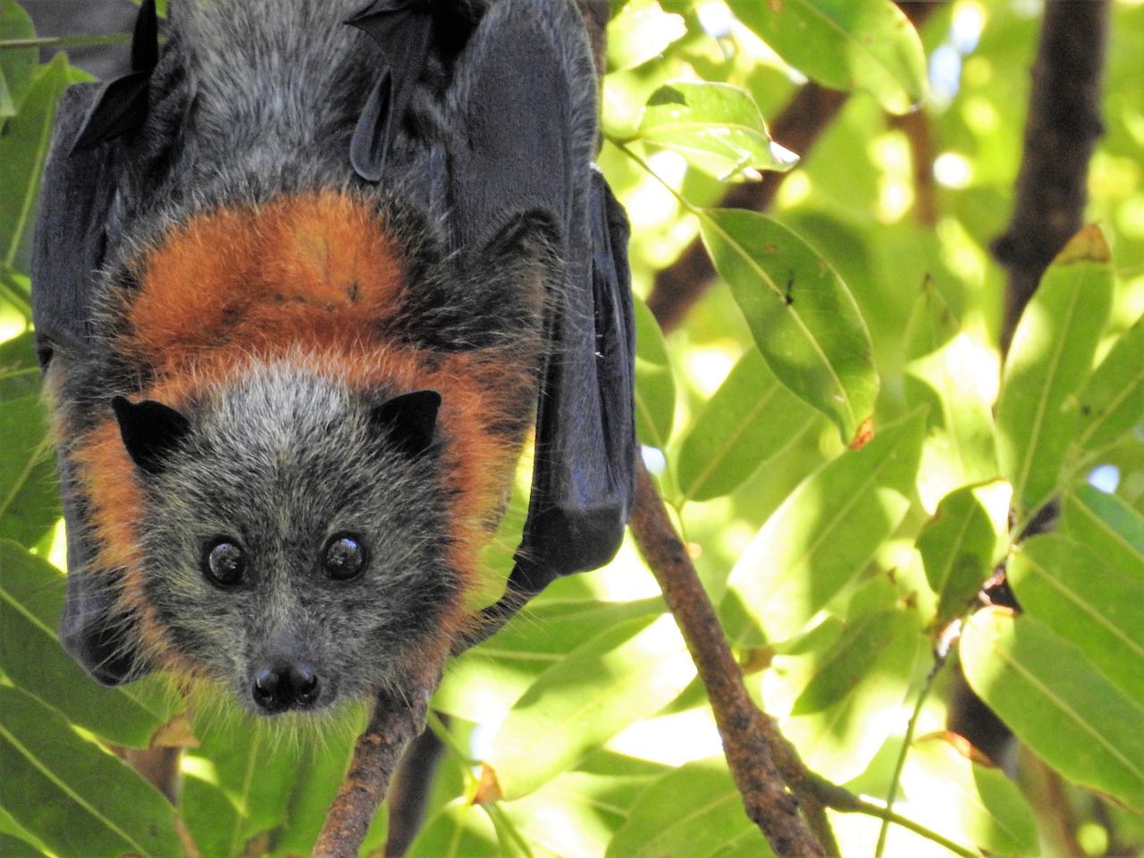 fruit bat