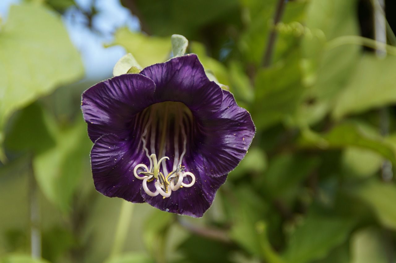 bat flower