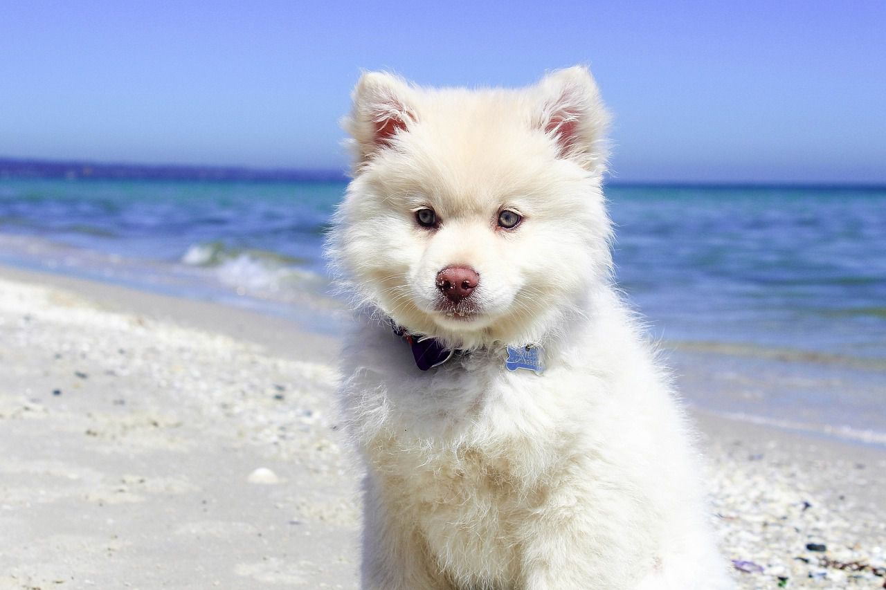 beach puppy