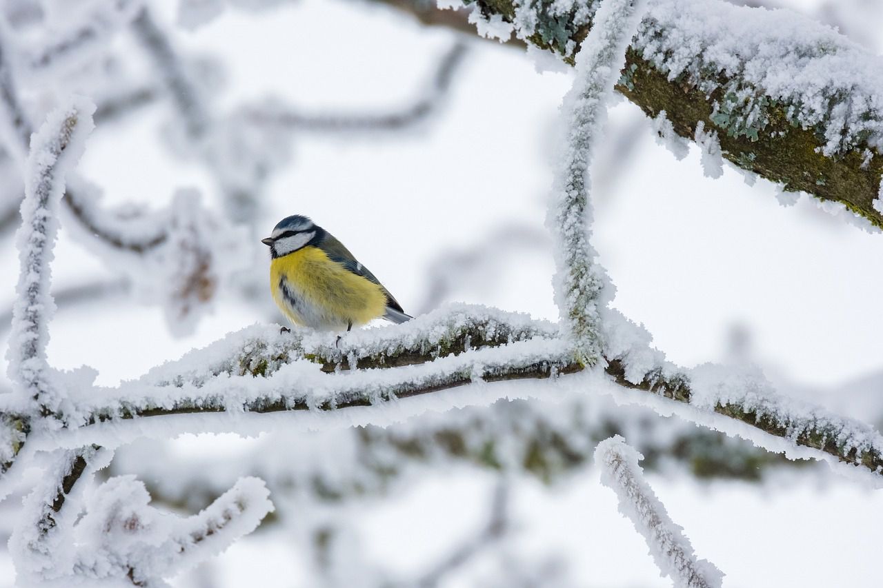 winter bird