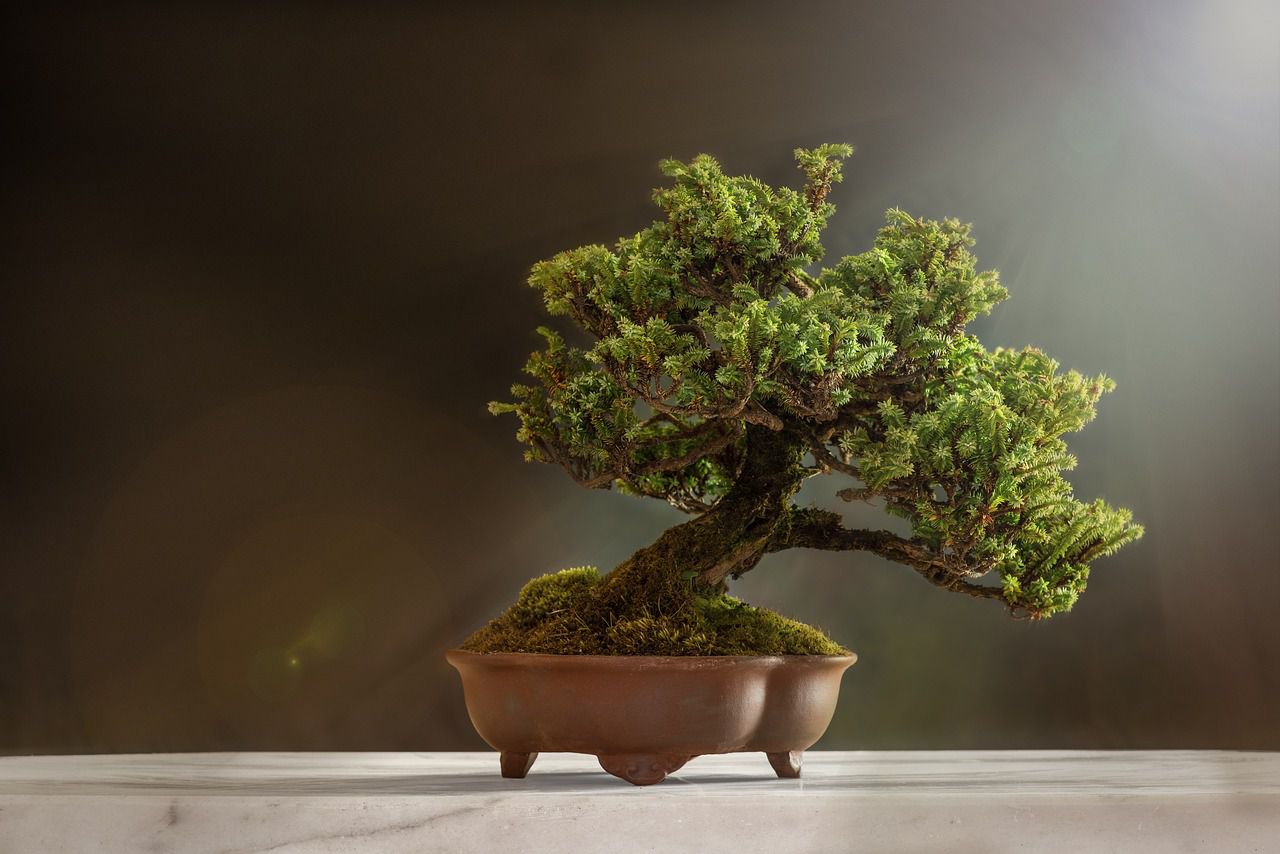 bonsai tree