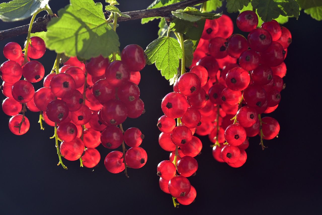 currants