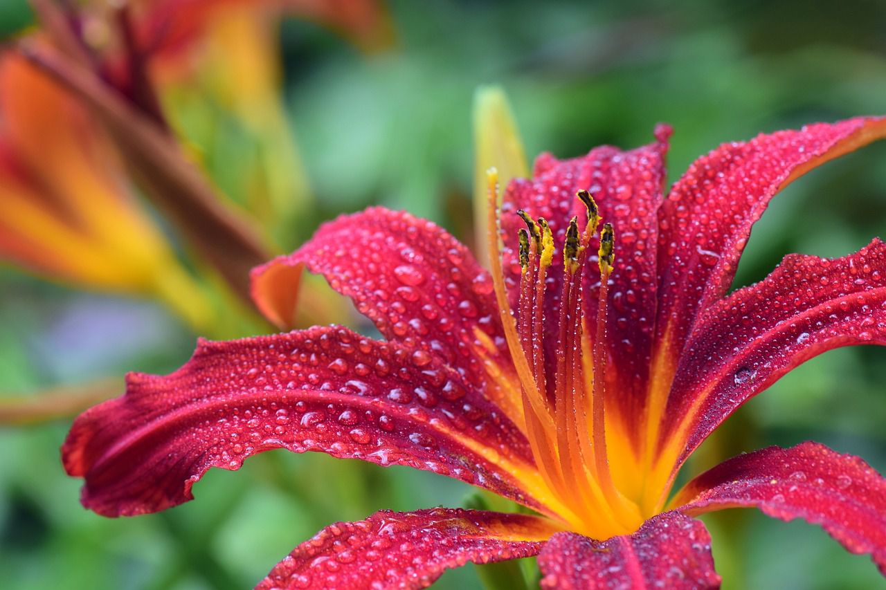 daylilies