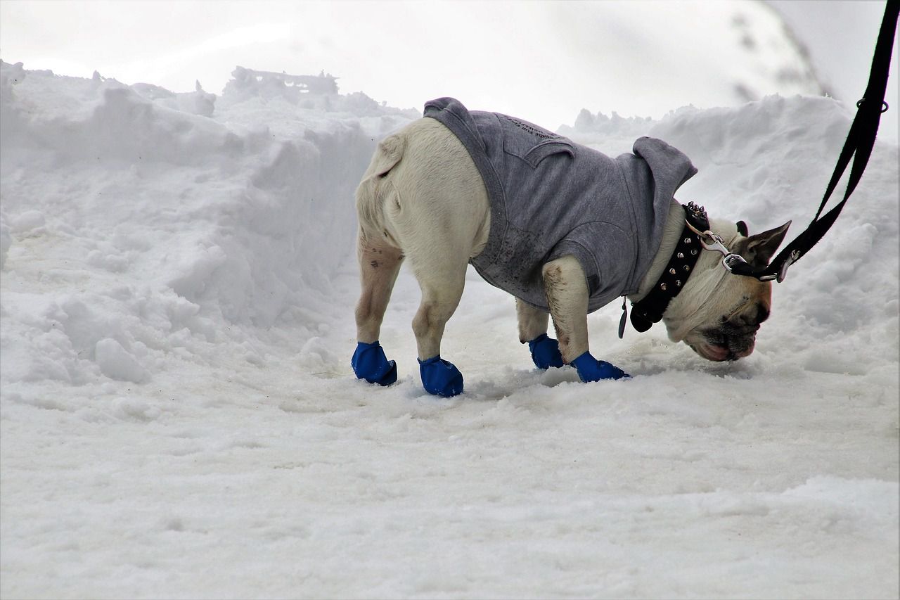 dog shoes