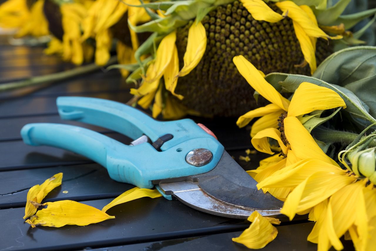 pruning tool