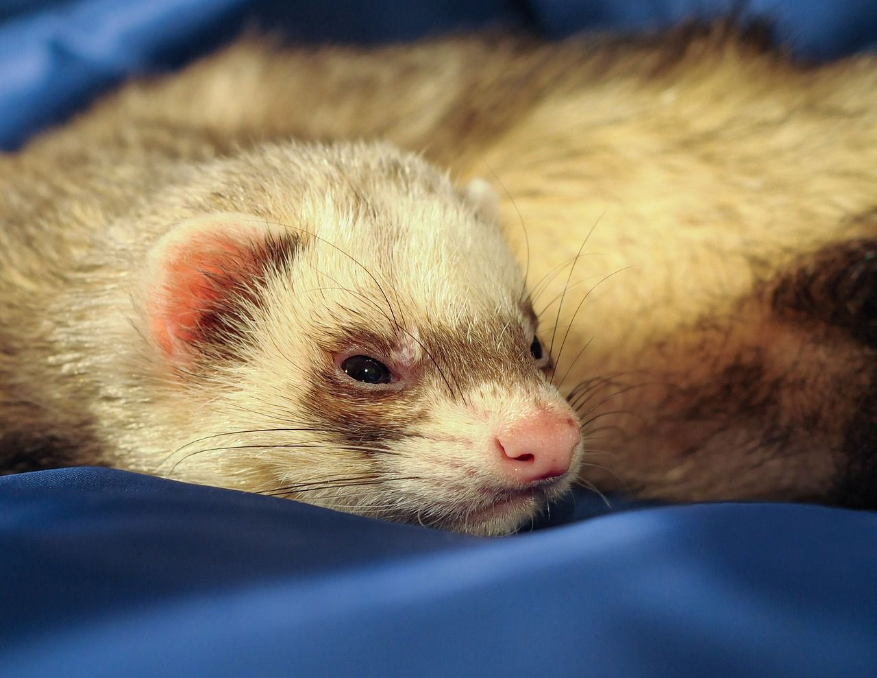 ferret