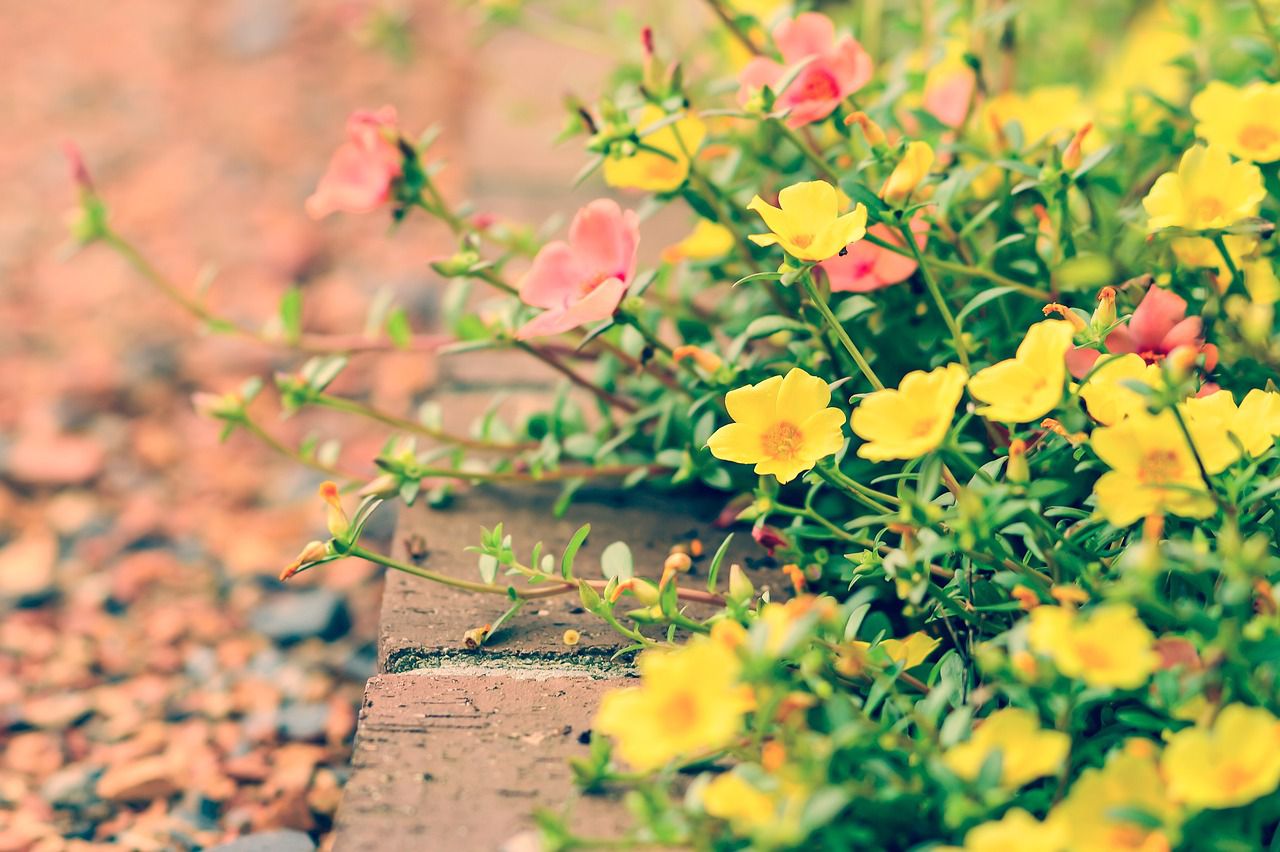 flowers