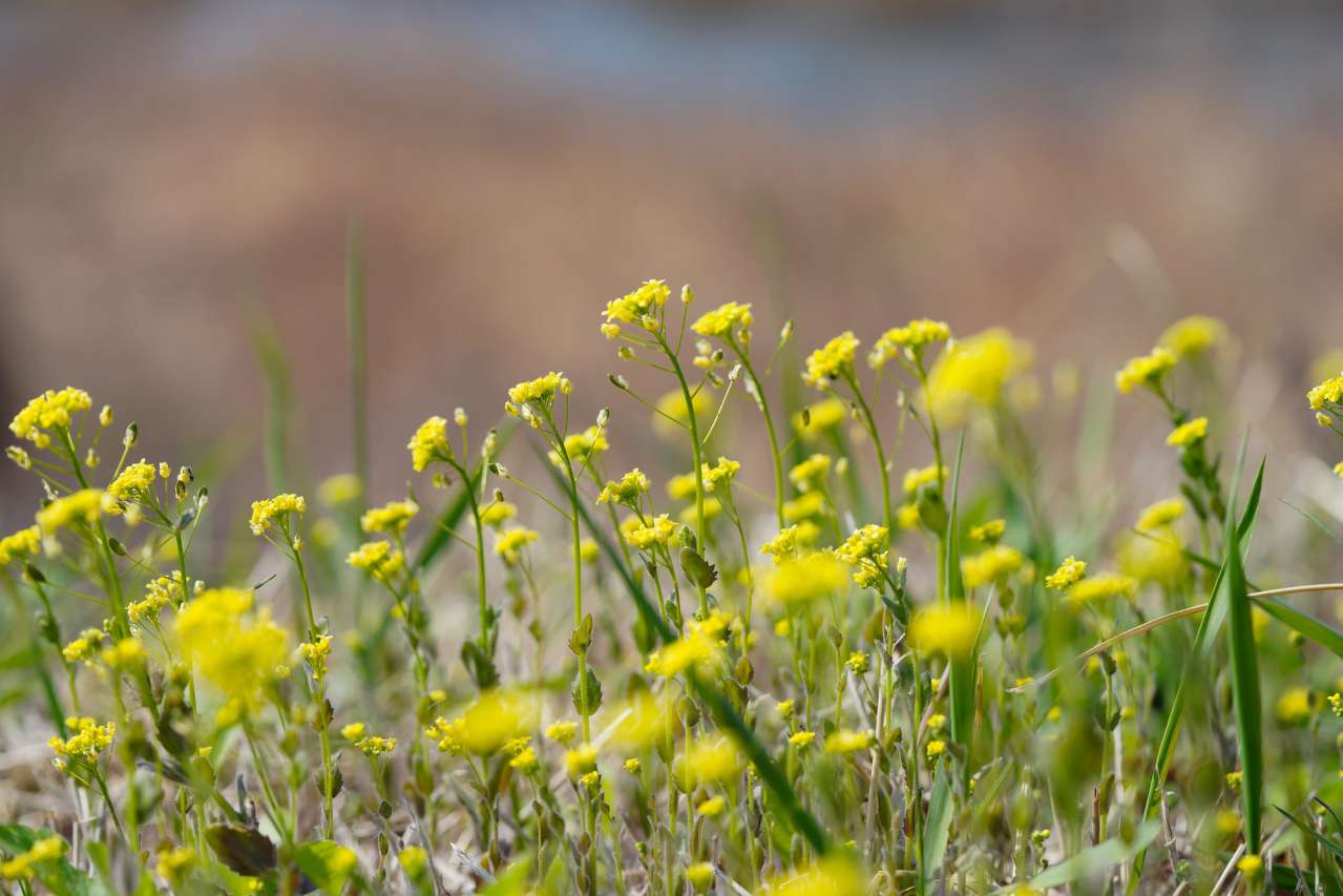 plants