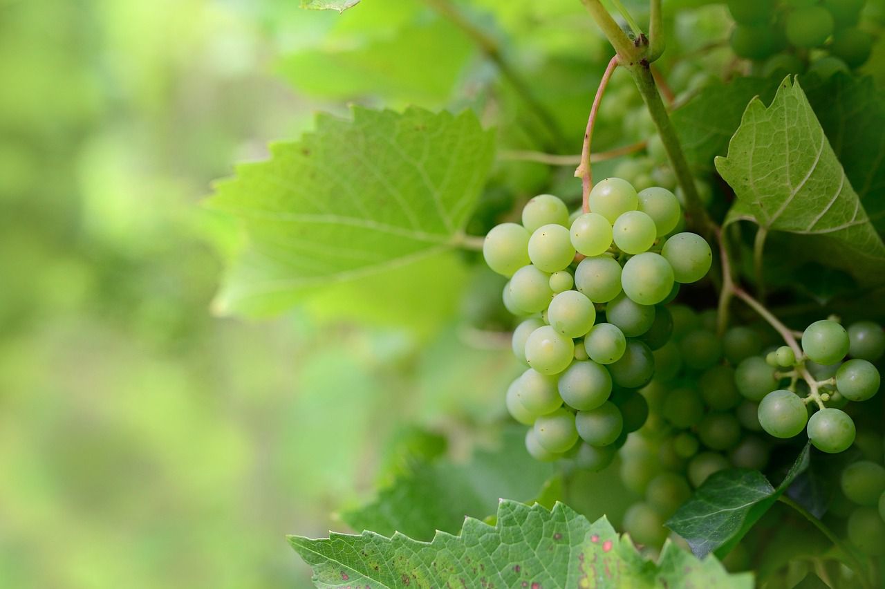 grape vines