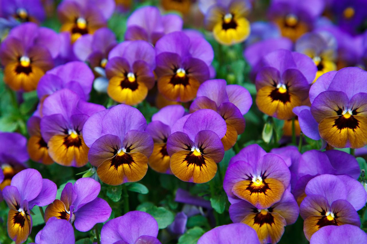 pansies