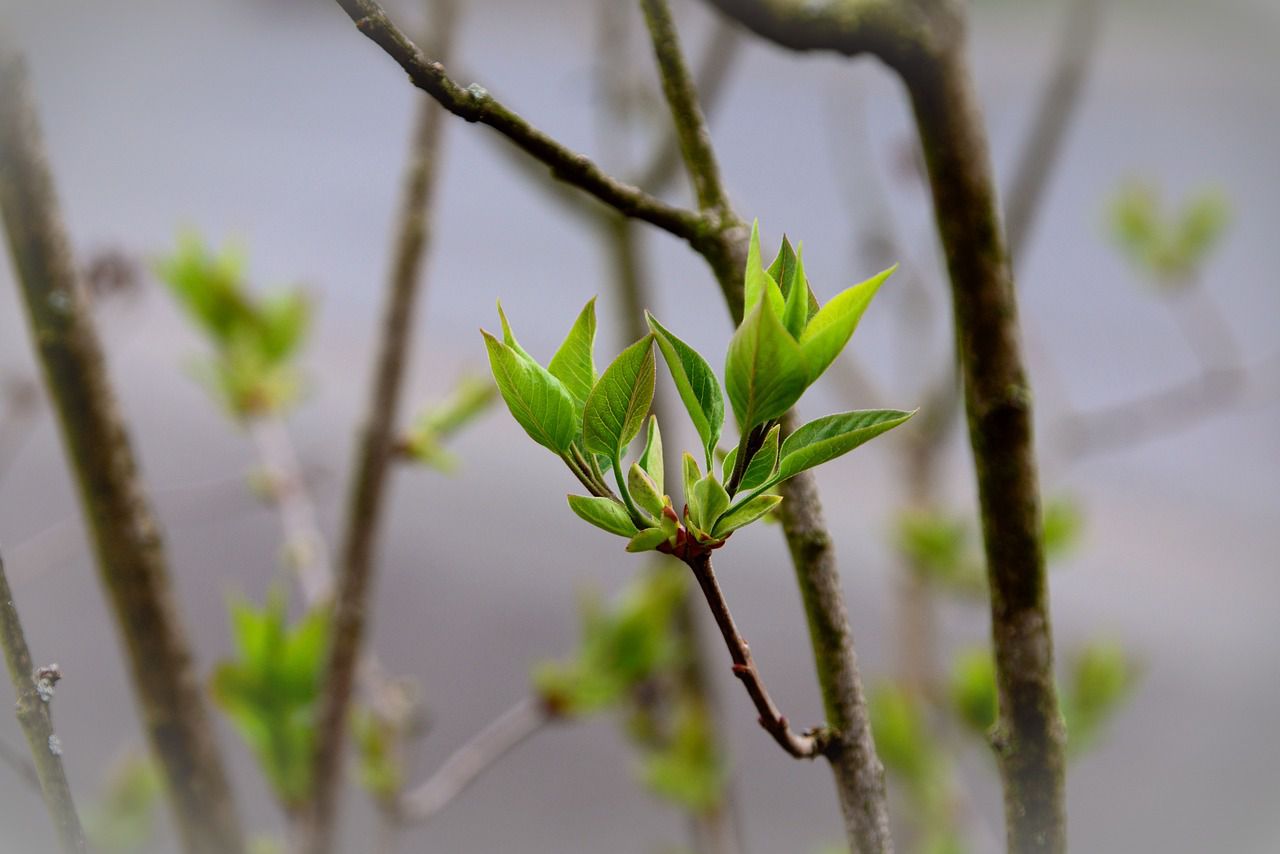 leaves