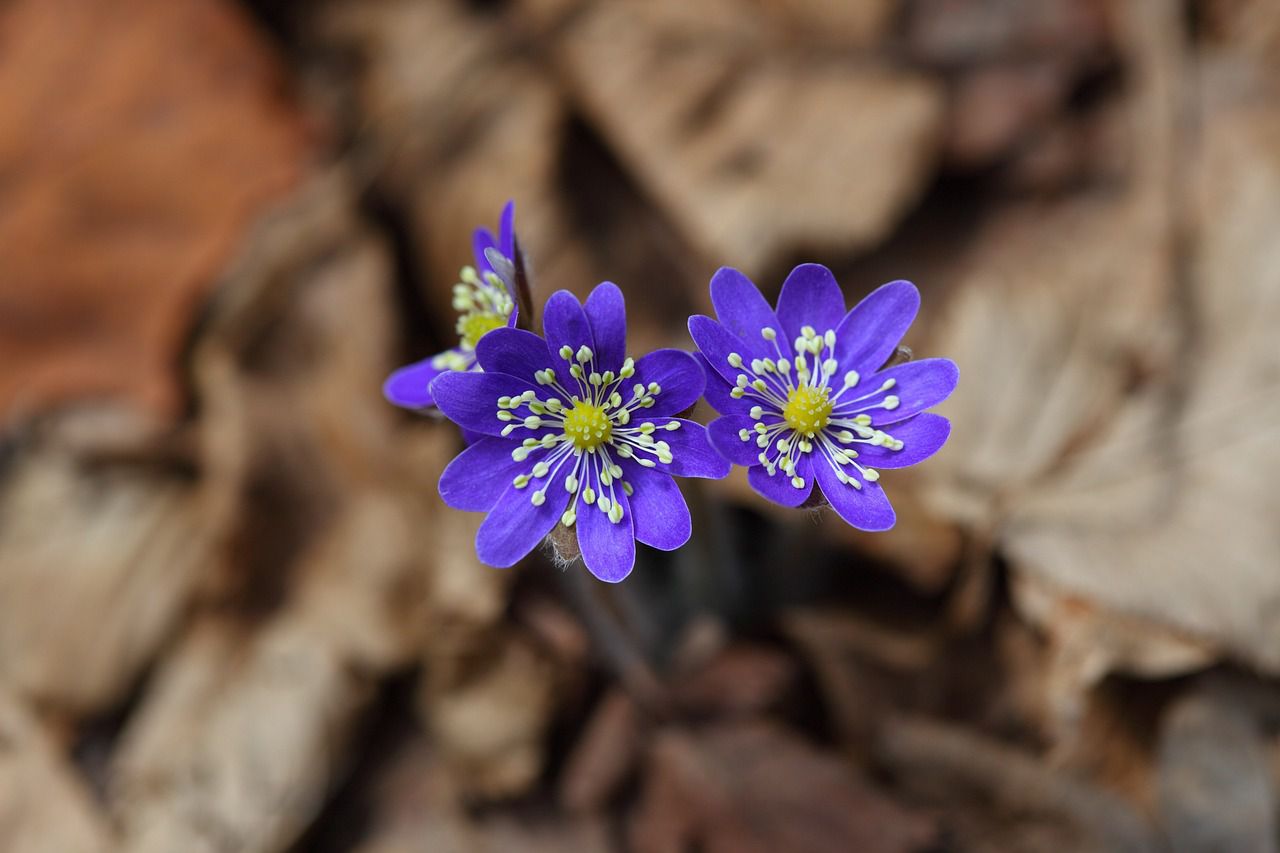 wildflowers