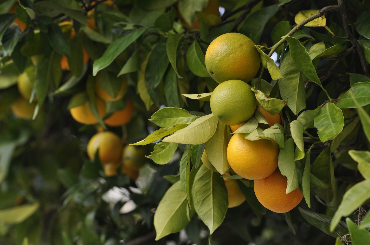 orange tree