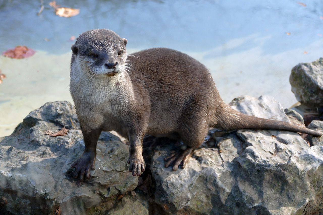 otter