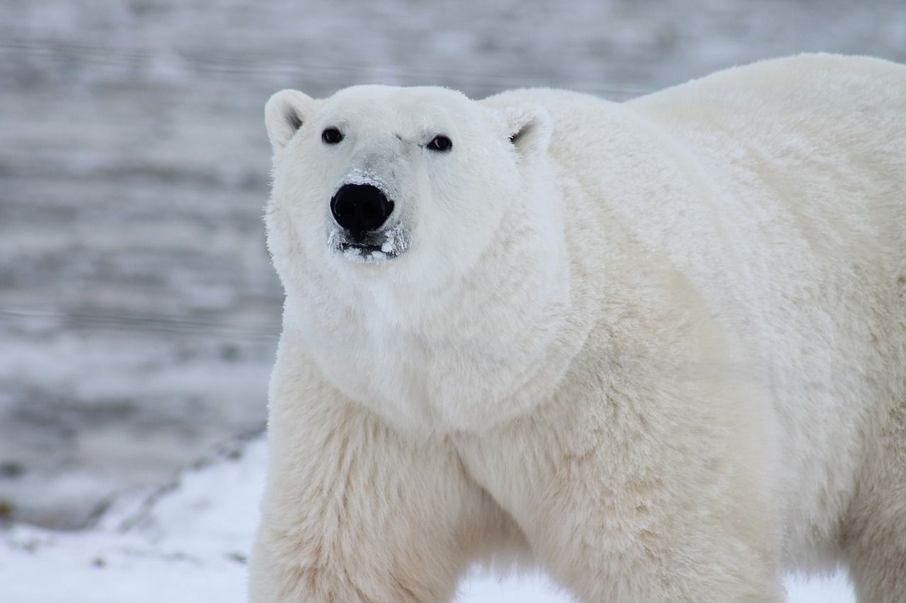 polar bear