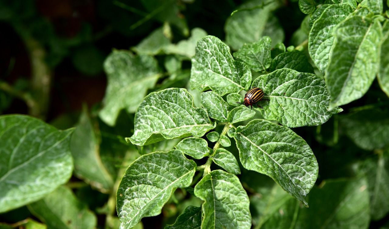 potato plant