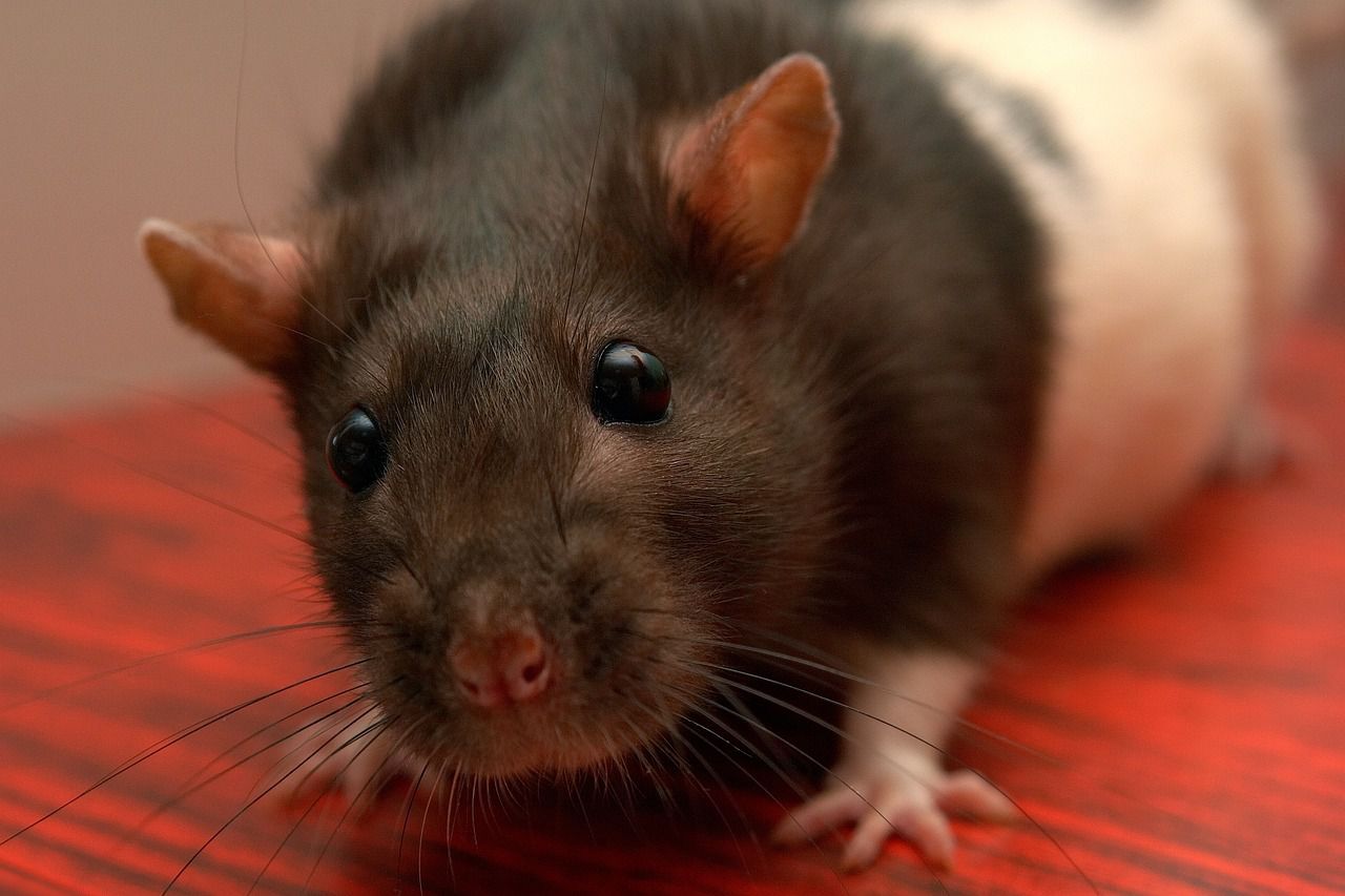 pet rat