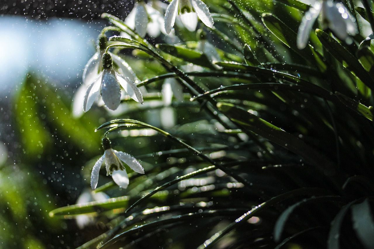 garden flowers