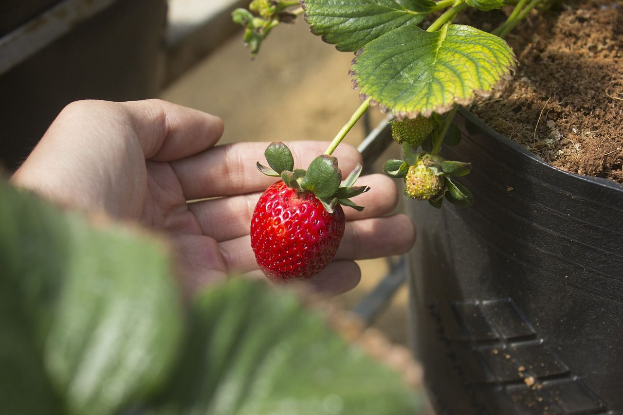 strawberries