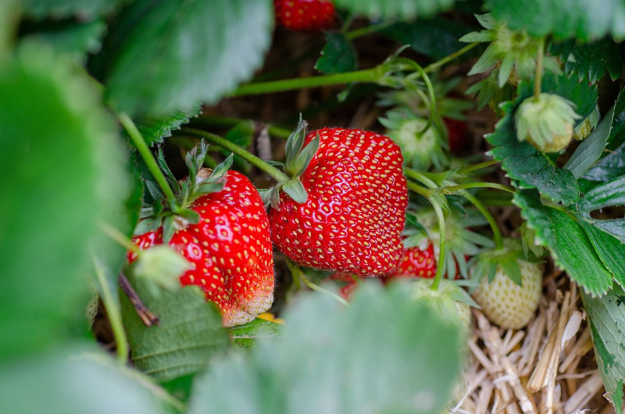 strawberries