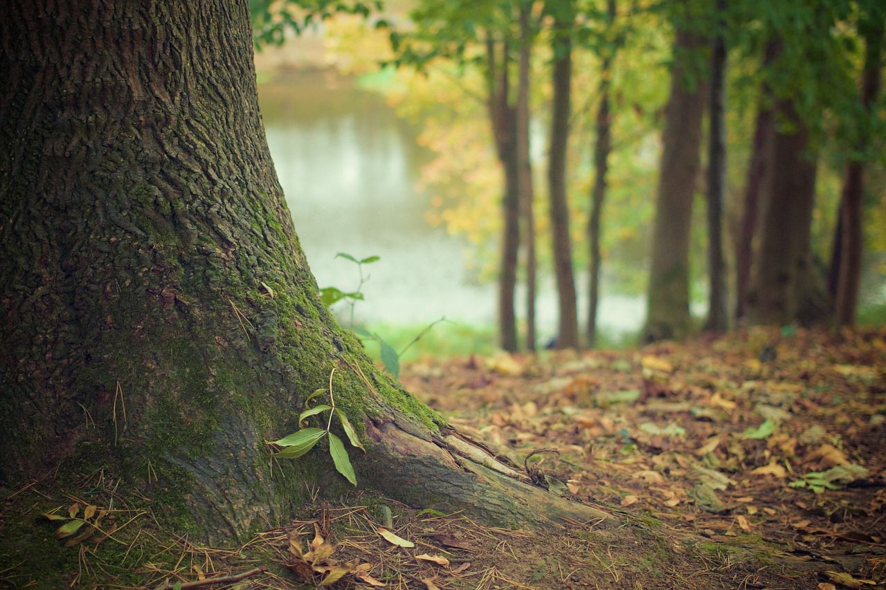 tree roots