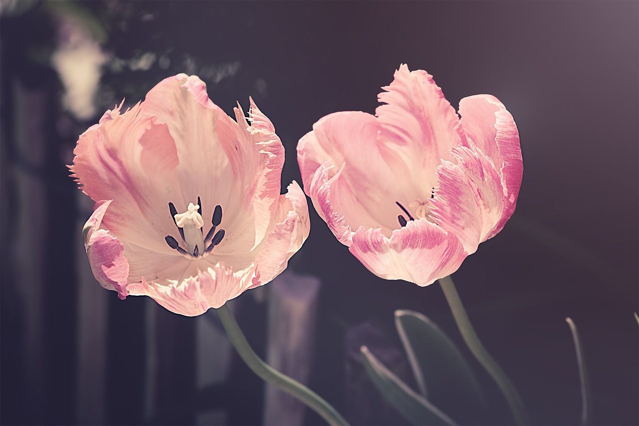 tulips