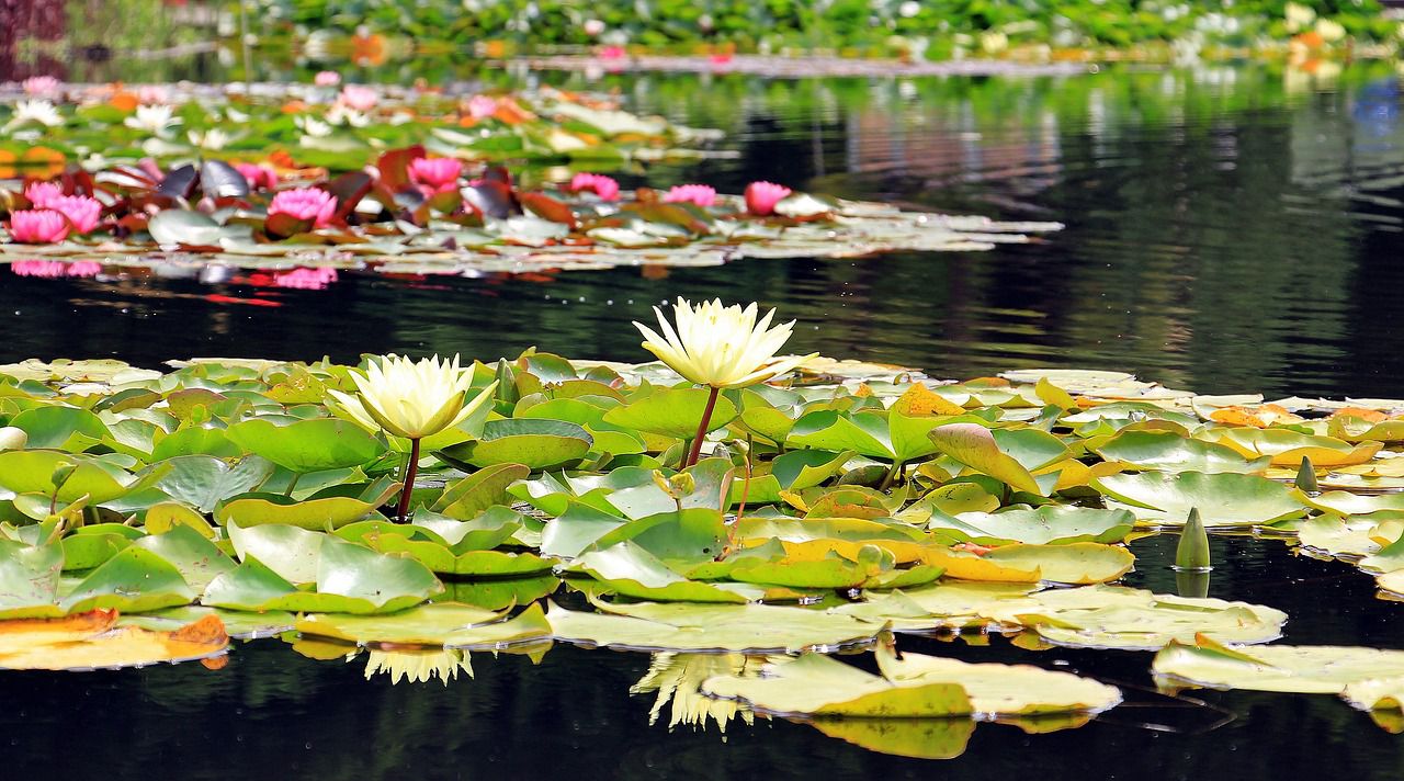 water lilies