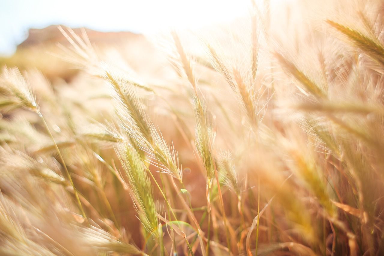 wheat crops