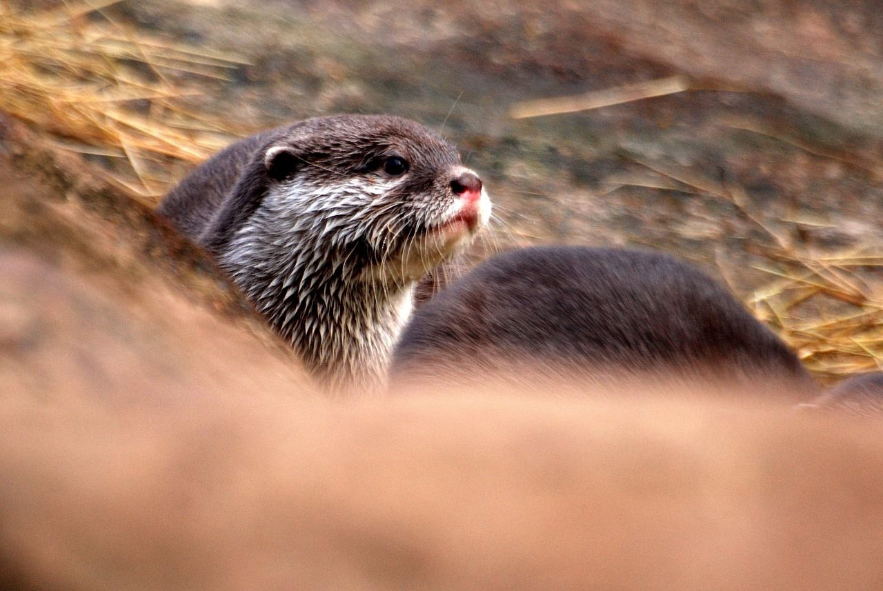 otter